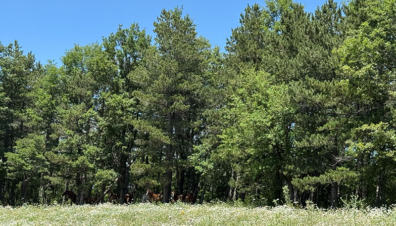 Bosco Abetina di Laurenzana con cavalli liberi al pascolo in primavera