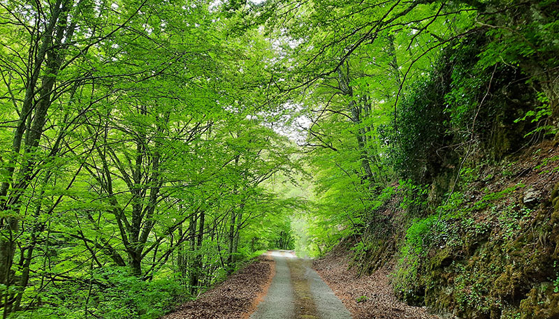 interno bosco int web pignola