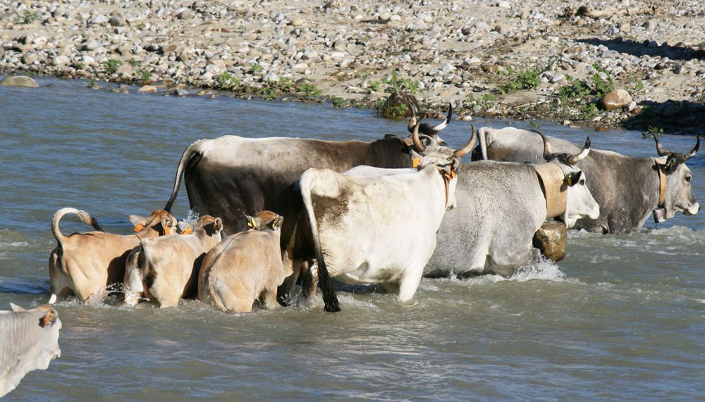 Mandria di vacche in transito nel fiume per la transumanza